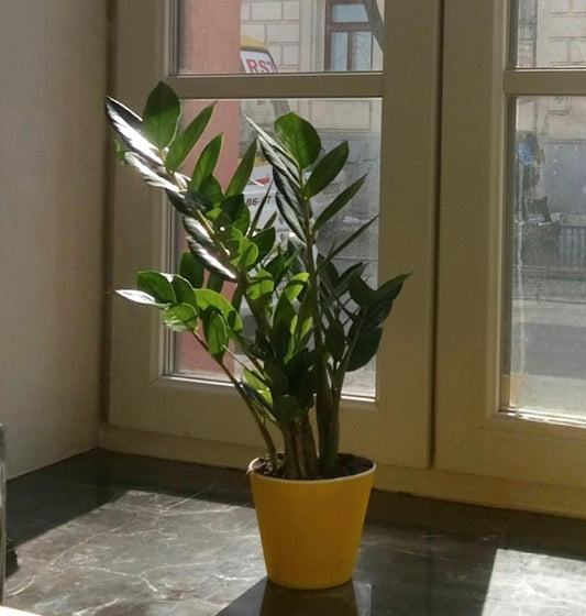 How To Choose And Nurture ZZ Plants