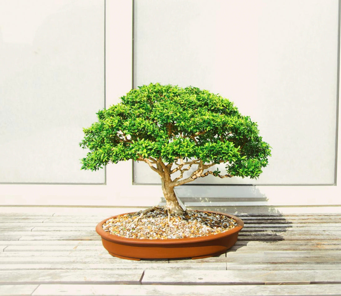 Unlock Nature's Zen: How Bonsai Cultivation Brings Harmony To Your Life