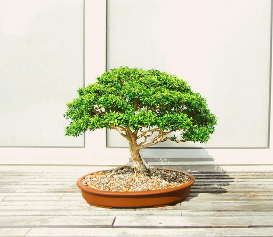 Unlock Nature's Zen: How Bonsai Cultivation Brings Harmony To Your Life