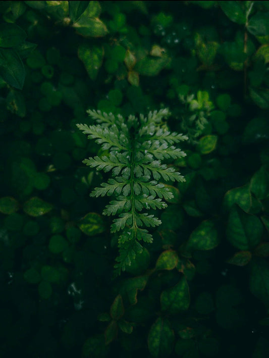 Leaf Plants: Transform Your Home Into A Tropical Oasis
