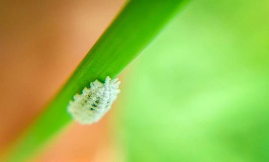 Mealybugs Infestation: Essential Tips For Keeping Your Plants Healthy And Pest-Free