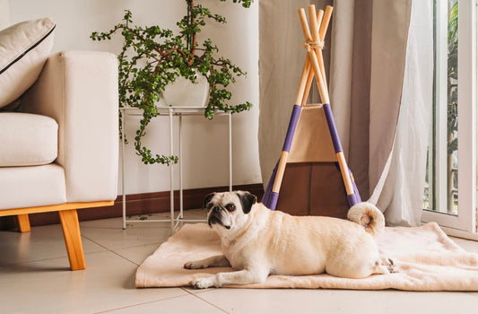 Pet-Friendly Indoor Plants For Your Home