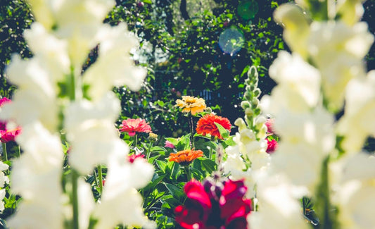 Gardening: A Beginner’s Guide To Growing Medicinal Plants At Home