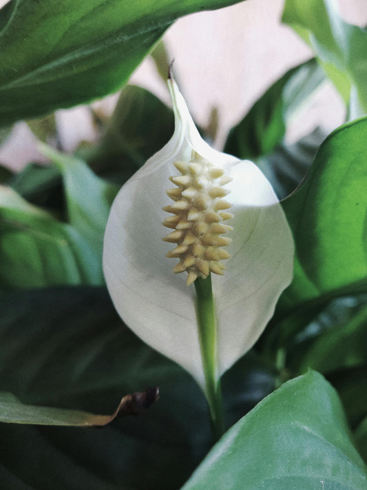 Tips On Selecting And Taking Care Of Peace Lilies