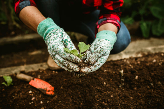 Revolutionize Your Gardening Game With DIY Plant Waters