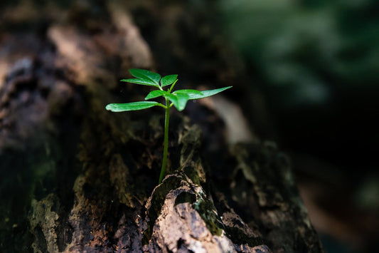 Gardening: A Beginner’s Guide To Thriving Houseplants