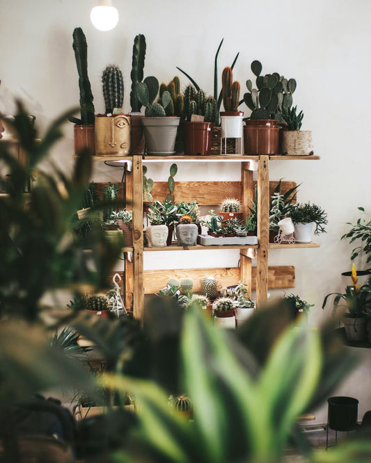 7 Plants That Help Bring Down Room Temperature In Summer