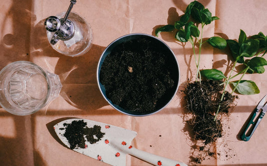 Lush Gardens In Bombay, Delhi, And Bangalore: A Guide to Easy-to-Grow Plants and Herbs