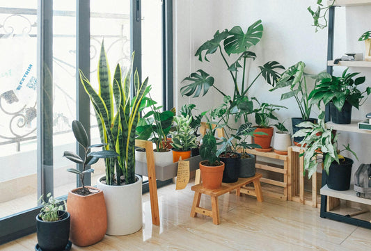 10 Essential Tips For Thriving As A First-Time Plant Parent
