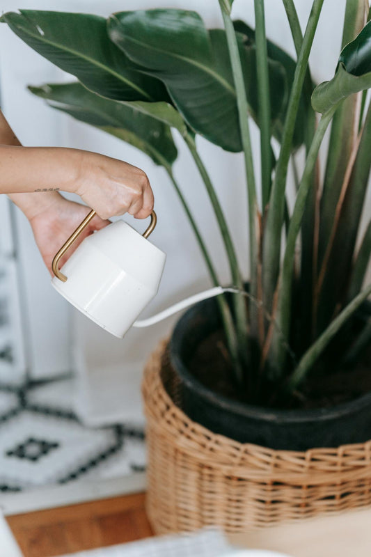 Monsoon Plant Care: Essential Tips for Thriving Greenery