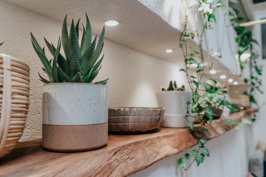 4 Essential Tips For Succulent Care And Maintenance