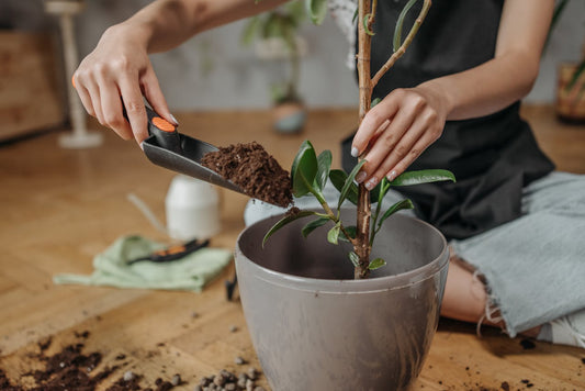 Exploring The Health And Spiritual Benefits Of Indoor Gardening