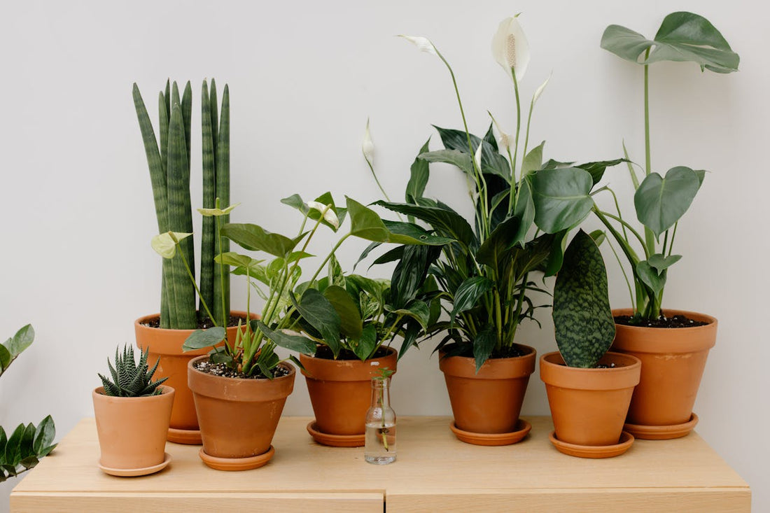 Gardening: Monstera Guide For Indian Homes