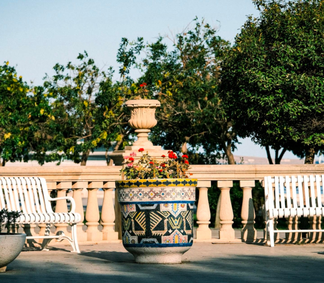 Blooming Balconies: Easiest Flowering Plants To Grow At Home