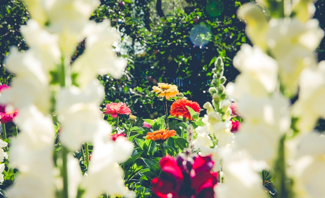 Gardening: A Beginner’s Guide To Growing Medicinal Plants At Home