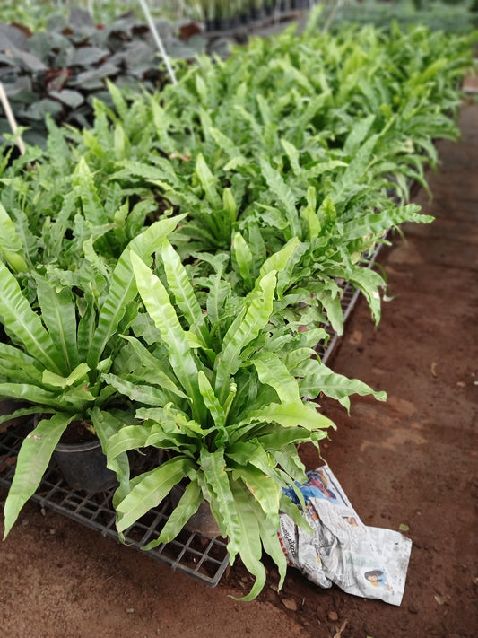 Bird's nest fern